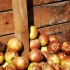 Aktualizovan seznam organizac, kterm mohou obchody darovat vyazen potraviny