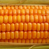 Komise povoluje ti geneticky modifikovan odrdy kukuice jako potraviny a krmivo pro zvata