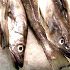 Maximální limity rtuti v rybách a soli